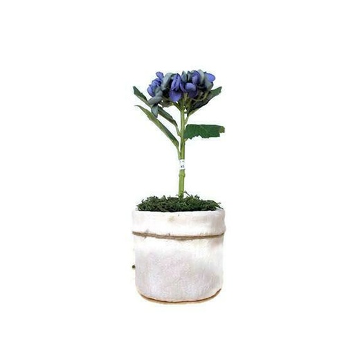Baby Hydrangea JI2486-BL