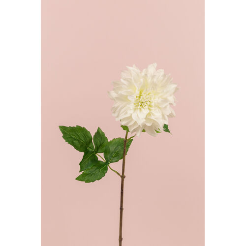 Large Dahlia w/curl petals JI2495WH