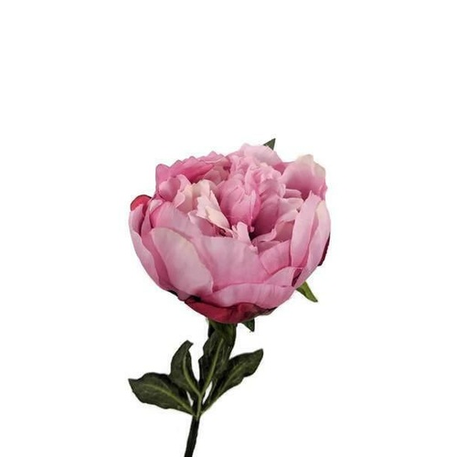 Single Peony Stem JI2608-MAV