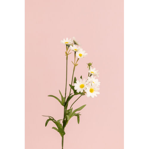 Daisy Bush x 10 heads JI2616