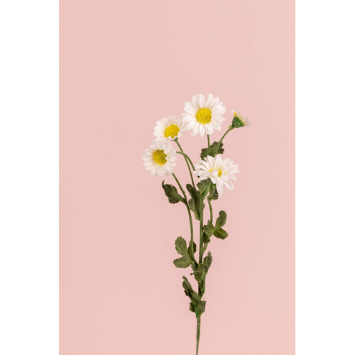 Daisy Bush Pick JI2619