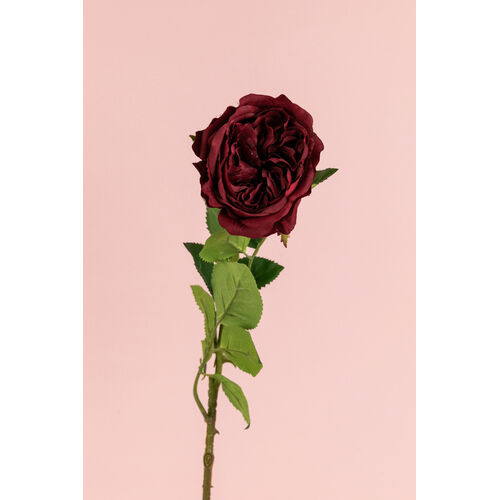 David Austin Rose JI2632BG