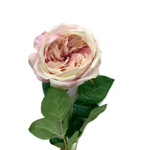 David Austin Rose JI2632DUPK