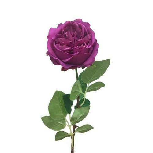 David Austin Rose JI2632MG