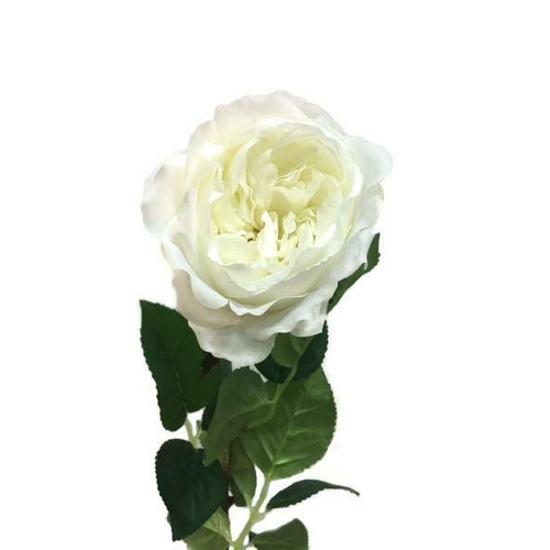 David Austin Rose JI2632WH