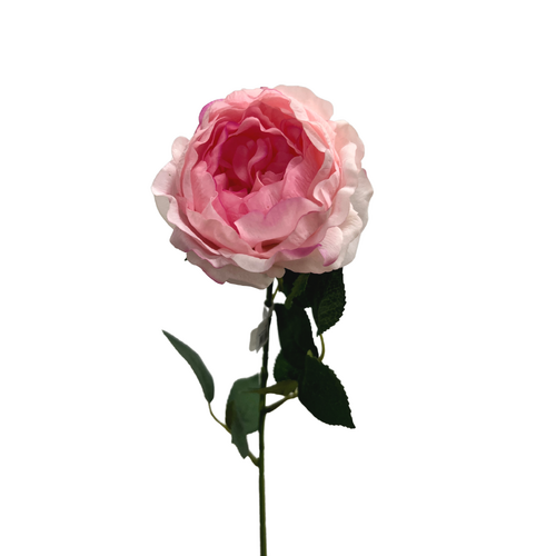 Real Touch David Austin Rose JI2651-PK