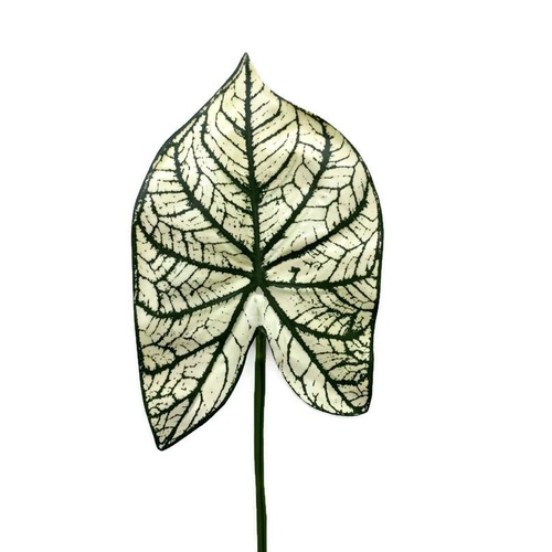 Leaf Caladium Veined pattern White/Green JI2679