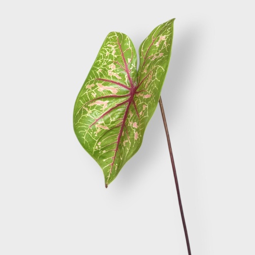Caladium Leaf JI2679GRRD