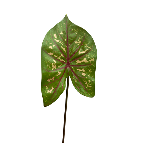 Leaf Caladium Veined pattern JI2679GRRD