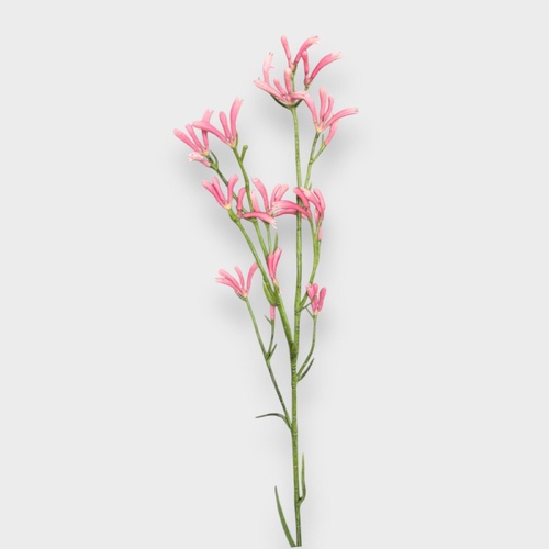 Kangaroo Paw Spray K20P