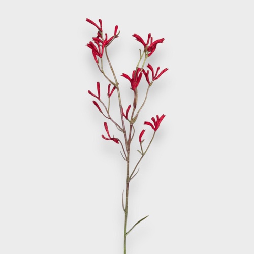 Kangaroo Paw Spray K20R