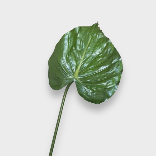 Alocasia Leaf L124GR