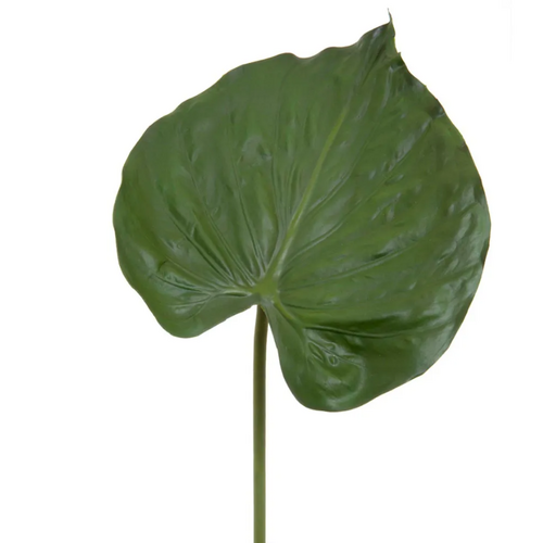 Alocasia Leaf L124GR