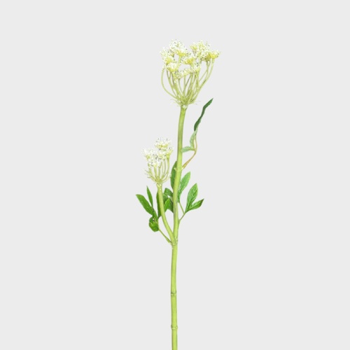 Queen Anne Lace flower  L16596WH