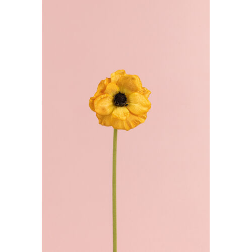 Yellow Poppy   L19290YL