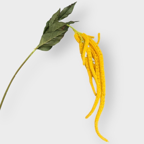 Amaranthus YELLOW 	L19627YL