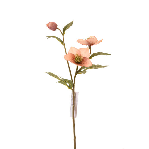 Pink Helleborus 	L21237PK