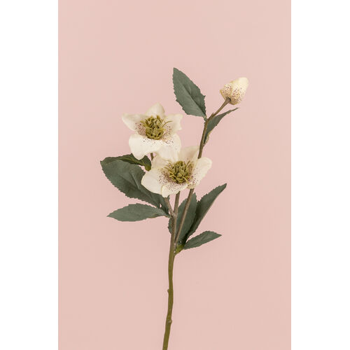 White Helleborus  L21237WH