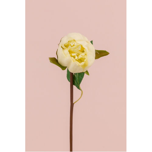 White peony  	L21282WH
