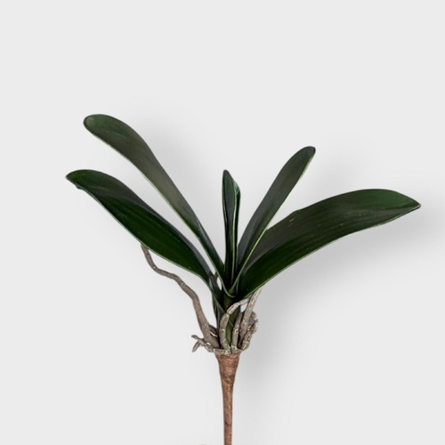Small Phalaenopsis Leaf L230