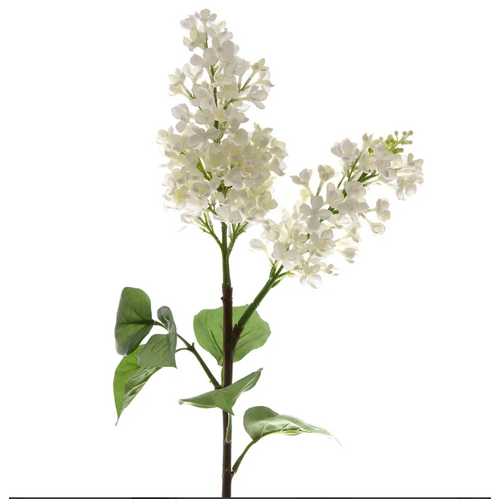 Lilac Spray L62w
