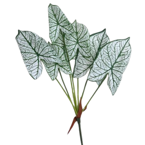 Variegated Caladium Bunch LB0015-WH