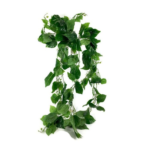 Pothos hanging bush LB030