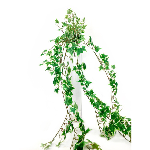 Variegated English Ivy hanging bush LB032