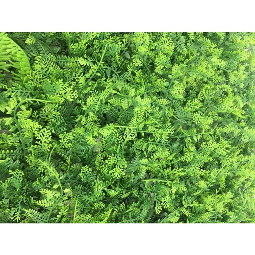 Fern mat LB036