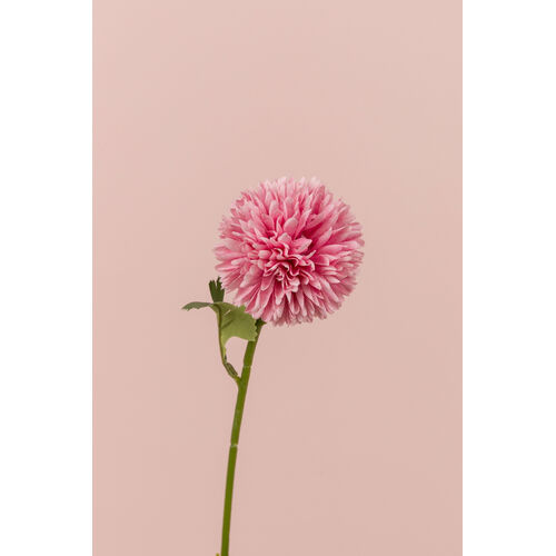 Mini Chrysanthemum LB043-DPNK