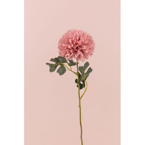Chrysanthemum tall LB058-DPNK