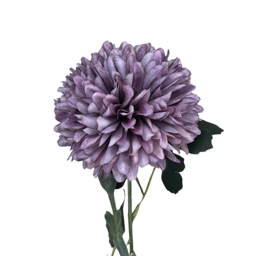 Chrysanthemum tall LB058-PUR