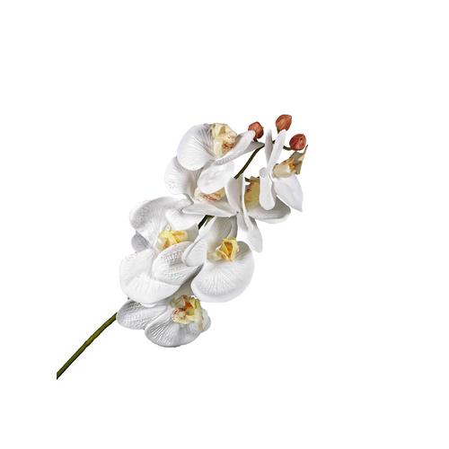 Phalaenopsis Orchid - White LB072-WHT