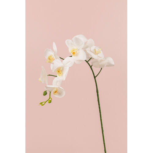 Phalaenopsis Orchid - White LB073-WHT