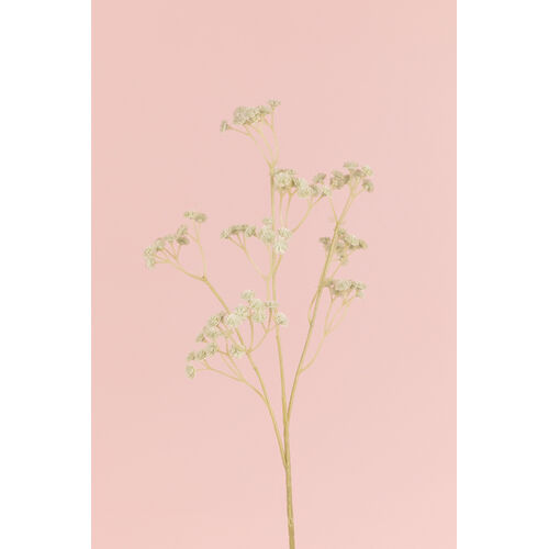 Pastel Gypsophila LB104-GRN