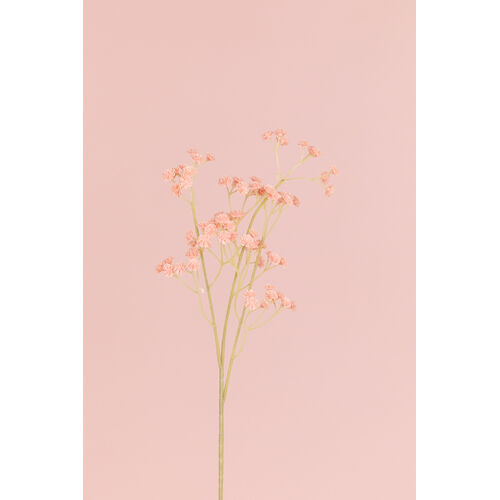 Pastel Gypsophila LB104-PCH