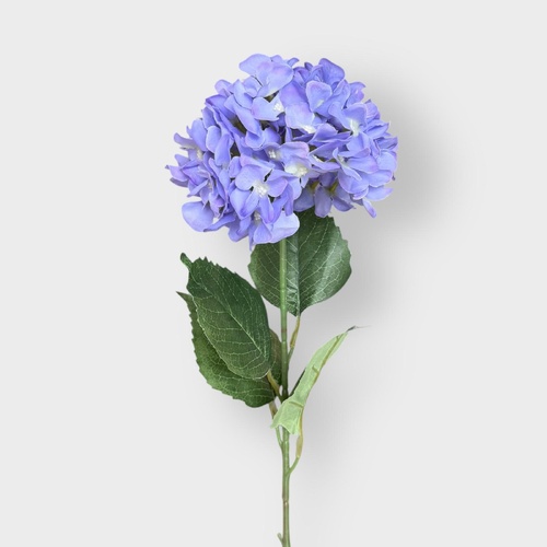 Hydrangea LB128-PUR
