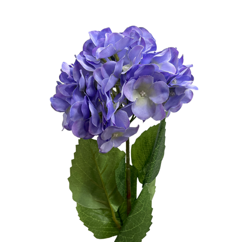 Hydrangea LB128-PUR