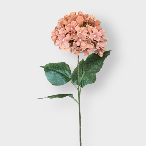 Hydrangea LB128-TOF