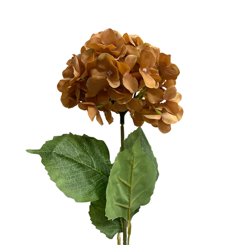 Hydrangea LB128-TOF