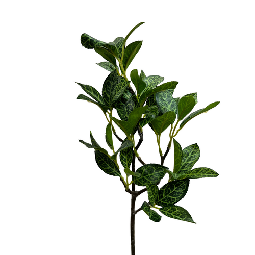 Peperomia Spray LB131-VA