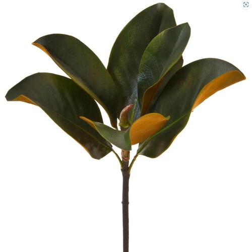 MAGNOLIA LEAF PICK M60GR
