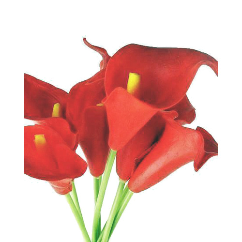 Real Touch Calla Lily Bunch MXCAL081442-RD