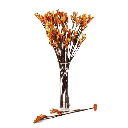 Kangaroo Paw N-K-05_OR