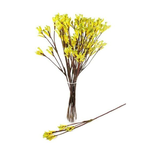 Kangaroo Paw N-K-05_YEL