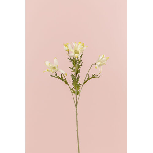 Flannel Flower N-NF-05