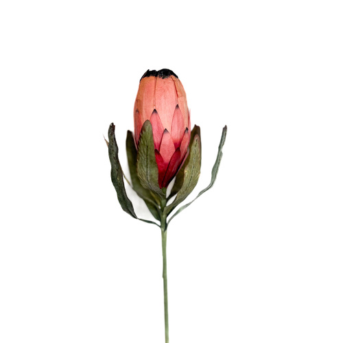 Peach-Black Protea N-NP-02