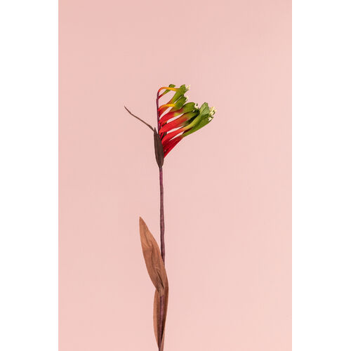 Real Touch Kangaroo Paw NK-01