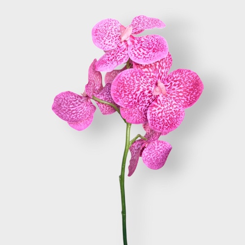 Vanda Orchid O105P