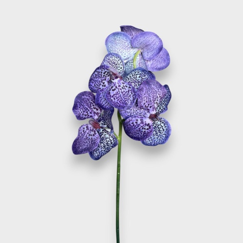Vanda Orchid O105PU